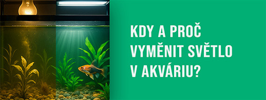 Kdy a proč vyměnit světlo v akváriu