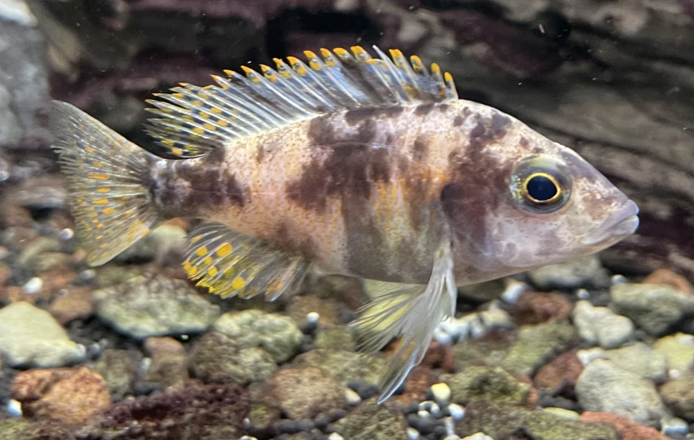 Aulonocara Calico 3-6cm 