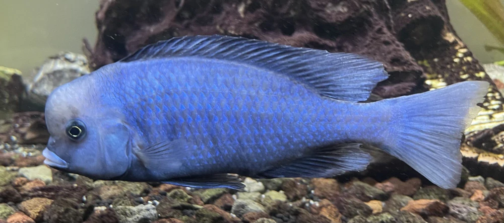 Tlamovec hlavatý 3-6cm 