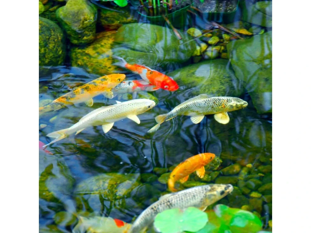 Probiotic Pond 500 g – Probiotika pro ryby