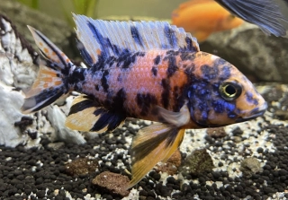 Aulonocara Calico 3-6cm 