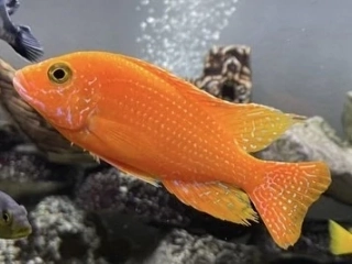 Aulonocara Firefish 3-6cm 