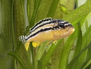 Tlamovec pestrý 3-6cm 