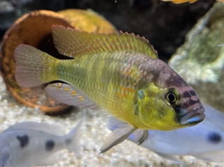 Haplochromis sp. Yellow Belly 3-4cm 