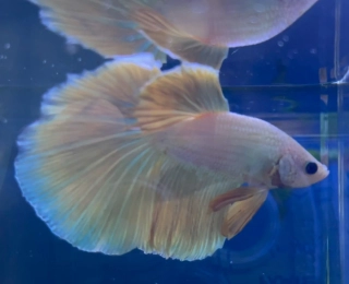 Bojovnice pestrá - samec Halfmoon bílý