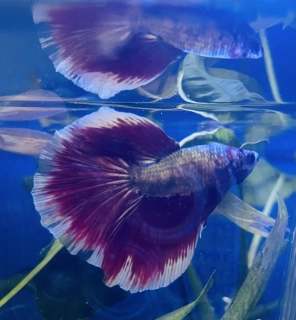 Bojovnice pestrá - samec Halfmoon červeno-bílý