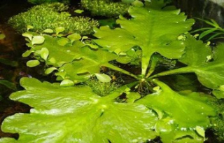 Ceratopteris pteroides