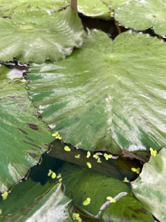 Okřehek malý - Lemna minor