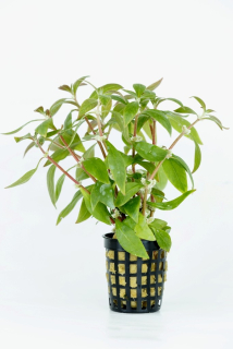 Alternanthera reineckii