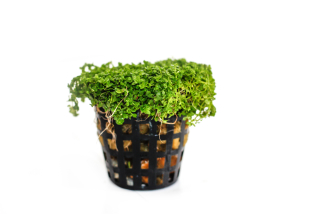 Hemianthus callitrichoides