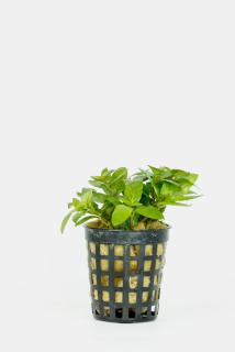 Staurogyne repens