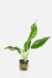 Anubias heterophylla