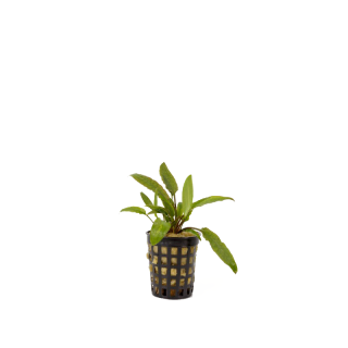 Cryptocoryne axelrodii
