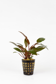 Cryptocoryne petchii