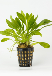 Echinodorus austroamericanus