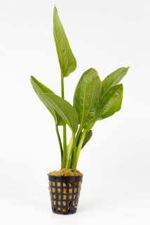 Echinodorus fluitans