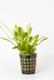 Echinodorus latifolius