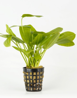 Echinodorus rubromaculatus