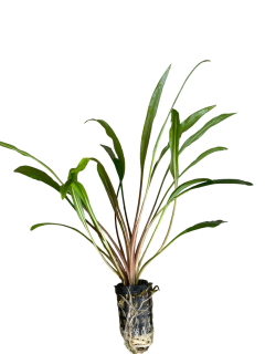 Cryptocoryne retrospiralis