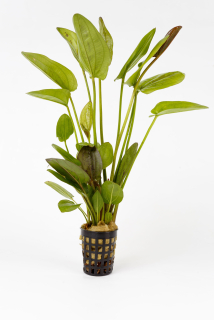 Echinodorus Krapčatnyj