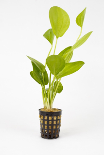 Echinodorus grandiflorus