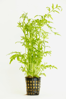 Ceratopteris thalicroides