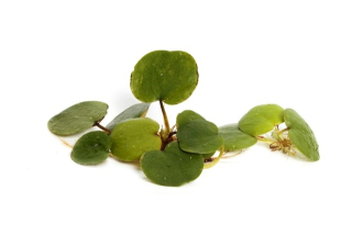 Limnobium laevigatum