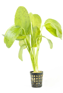 Echinodorus Ozelot Green