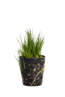Eleocharis parvula